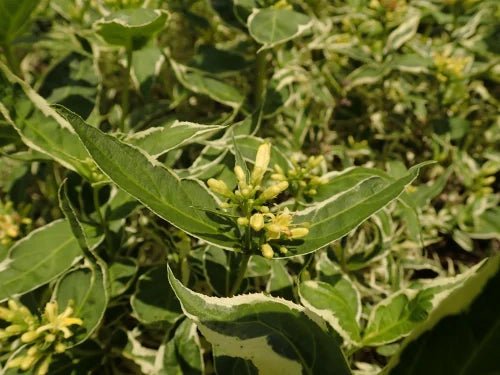 Fadagio Agrestis: Natuurlijke Kracht voor Gezondheid en Welzijn - Strong Natural