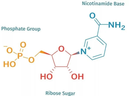 NMN Supplementen: De revolutionaire nieuwe manier om je gezondheid te verbeteren - Strong Natural